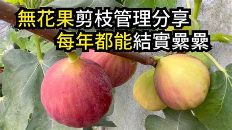 無花果樹 風水|【無花果風水】無花果風水：掌握擺設秘訣，招好運旺財